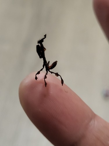 And ghost mantises - and, l3