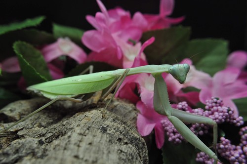 Giant asian mantis nymph - giant,