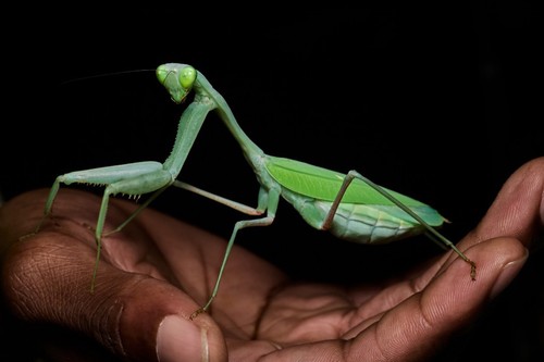 Giant asian mantis hierodula - mantis, (